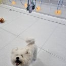 하이도기 이미지