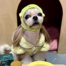 (주)해림후코이단 이미지