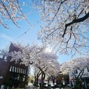 지나주 | 제주 전농로 벚꽃거리 4월 둘째 주 방문 후기 🌸