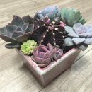 추남 다육 가게 구경 후기~