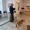 재키애견 | 대형견 입양 고민 중이라면? 남양주 유기견 보호소 카페 '별내 뮤테' 산책 봉사 후기