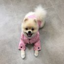 아지다펫 이미지