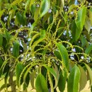 제주 올레길 19코스 이미지