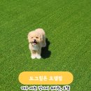 도그힐튼 이미지