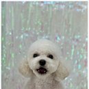 모랑펫살롱 이미지