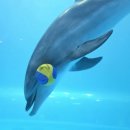 생태랑 | 울산 돌고래체험 장생포고래생태체험관 돌고래쇼 꿀팁 직관 후기