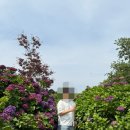 시즌제주 | [제주] 수국시즌 ‘마노르블랑’ 식물원겸 카페 방문 후기(with 휠체어)