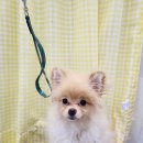 마이미미 반려견미용실 이미지