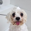 허니애견 이미지