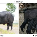 흑돈 이미지