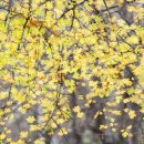 Autumn Colours,,,, 이미지