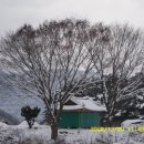 소나무 농장 이미지