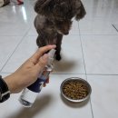 스니피드 이미지