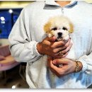 광주강아지분양 애견분양 마마스미독 광주점 이미지