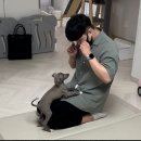 규펫 | [공지] 강아지.고양이 행동교정 상담 신청 (방문, 통화 상담, 규펫)