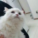 닥터김 동물병원 이미지