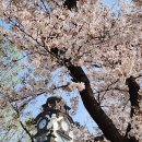 서울대학병원벚나무아래서 이미지