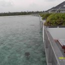 선아일랜드 이미지