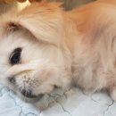 와우 동물농장 이미지