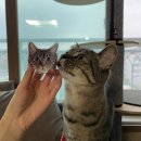 베리굿즈 | 그립톡제작 반려동물굿즈 제작은 티니베리 에서