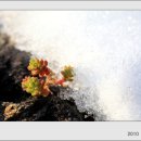 설중화...눈 속에 피어난 꽃 이미지