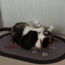 다다그루밍 이미지