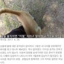 [관찰남] 현재 논란중인 "외출냥이를 빙자해 밖에서 방치되고 있는 미웡이" 이미지