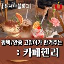 냥아 | 안중 카페추천 : 카페헨리 (고양이,강아지)
