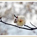 2018.03.12(월)양산 원동 순매원 매화축제-원동청정 미나리+삼겹살 먹방 여행 이미지