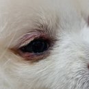 어울동물의료센터 이미지