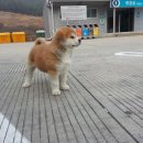 엔토 이미지