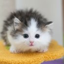 부산고양이분양 캣츠유 | 부산고양이분양 미유펫 입양 후기