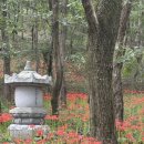 용천사입구 | 가을에 꼭 가봐야 할 함평 용천사, 분홍빛 상사화로 물든 힐링 여행지