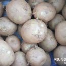 산직농장 | 햇감자 쫀득한 대서감자 반찬하기 좋아 이심이 농장~