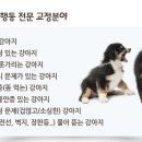 강아지산책 이미지