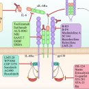 Re:The significant role of interleukin-6 and its signaling pathway in the immunopathogenesis and treatment of breast cancer 이미지
