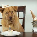 라온동물의료센터 이미지