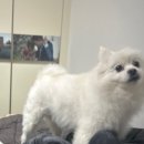 댕댕냠냠 이미지