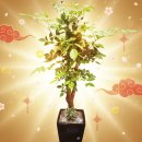 HAPPY TREE(해피트리) | 행복과 번영의 상징! 해피트리(HAPPY TREE)~