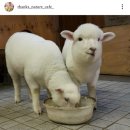 퍼피스타일 이미지