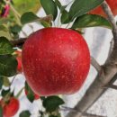 별빛아리수 | 문경 햇 아리수 사과 5kg 후기: 달콤하고 아삭한 25년 전통 명품 사과 추천!