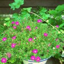 구름발치 이미지