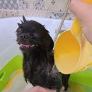 고려 애견 미용실 이미지