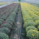 국화농장 이미지