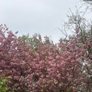 완산-27 | 전주 완산 칠봉꽃동산 겹벚꽃 개화 현황｜주말 무료 주차 정보｜동쿡바게트바 후기｜초코코코넛바게트