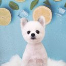 오룡애견미용 이미지