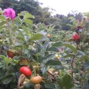 예그린펜션 이미지