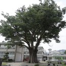 느티나무 이미지