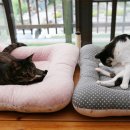 착한 고양이 이미지