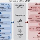 Re: cell free nDNA와 cell free mtDNA - 염증마커 탐구!! 이미지